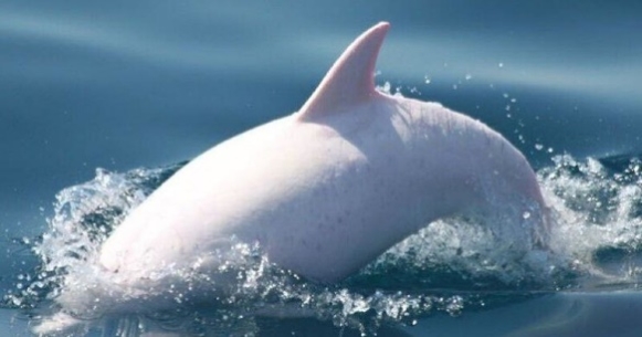 У Чорному морі вчені вперше за 7 років зустріли дельфіна-альбіноса —  Укрaїнa — tsn.ua